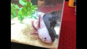 'Video thumbnail for Chimera Axolotl | Axolotl breeds and morphs'