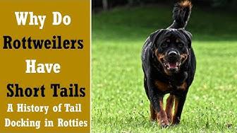 'Video thumbnail for Why Do Rottweilers Have Short Tails: a History of Tail Docking in Rotties'