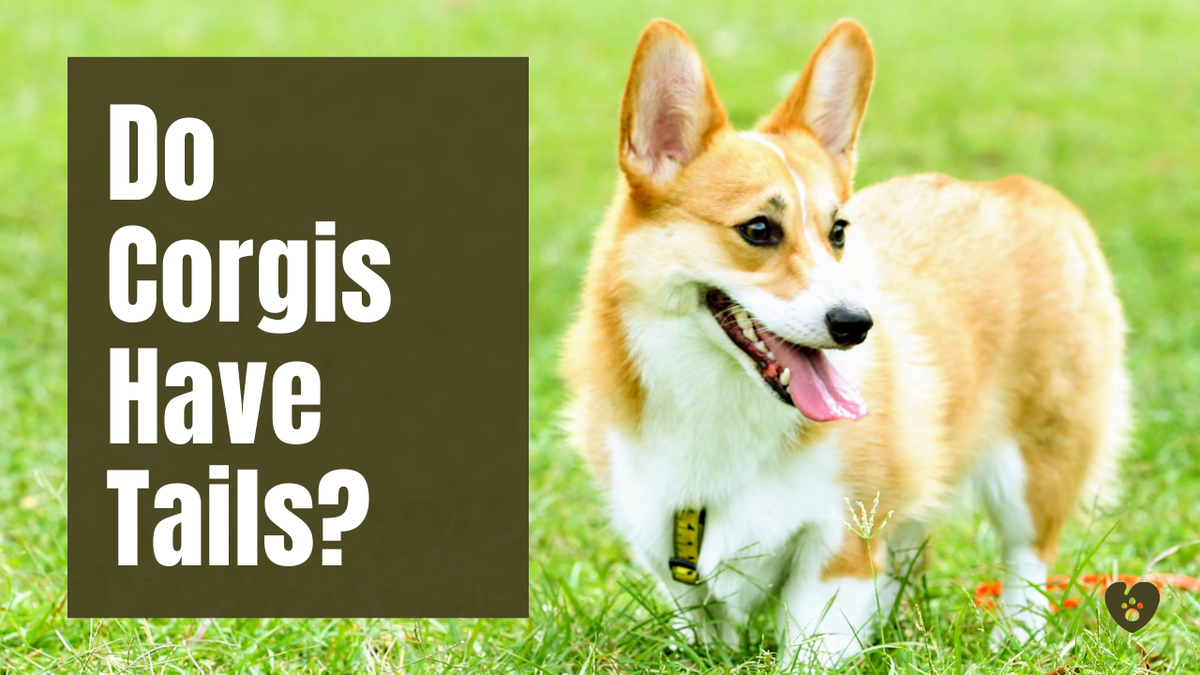'Video thumbnail for Do Corgis Have Tails?'