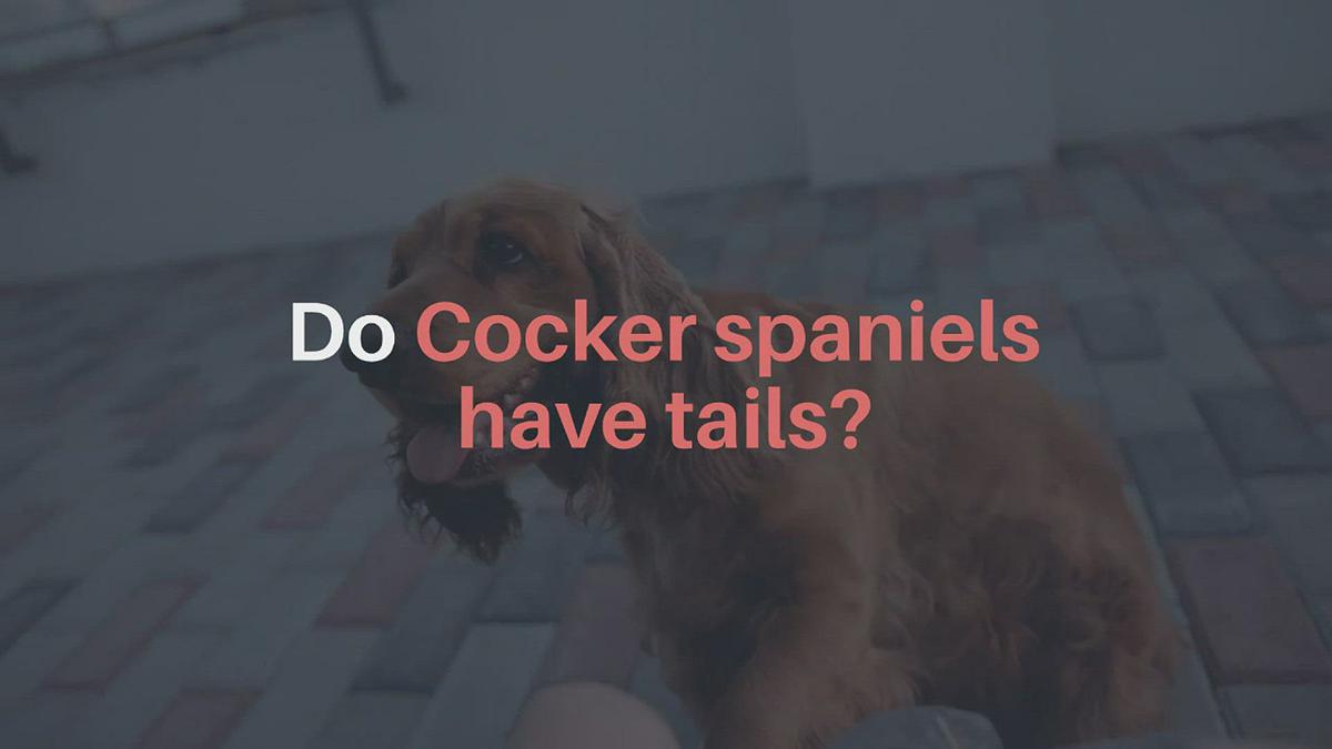 'Video thumbnail for Do Cocker spaniels have tails?'