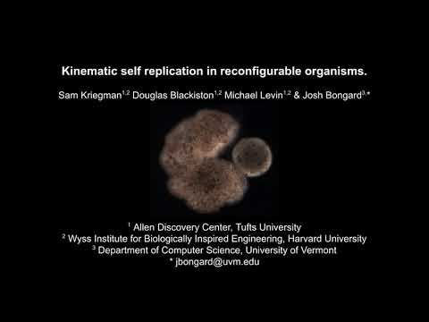 Kinematic self-replication in reconfigurable organisms (Movie S1)