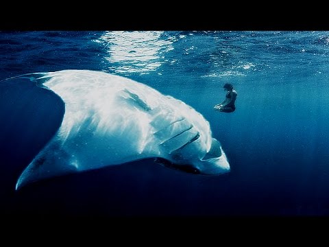Top 5 Biggest Rays Ever Recorded