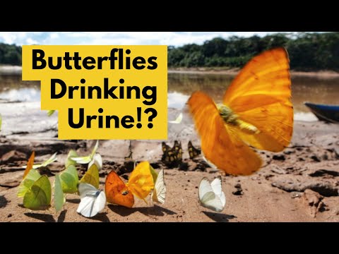 Butterflies Drinking Pee is Surprisingly Beautiful