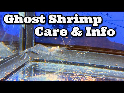 Ghost Shrimp Care &amp; Information - How to Keep / Care for Ghost Shrimp - Glass Shrimp