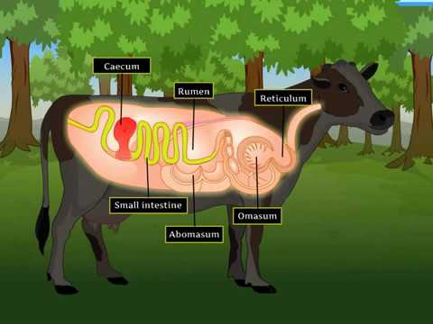 Digestion in Grass Eating Animals | Macmillan Education India