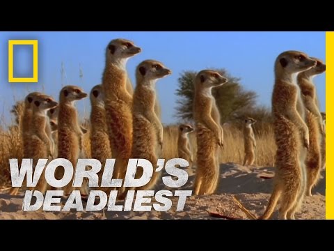 Meerkats' Mob Rule | World's Deadliest