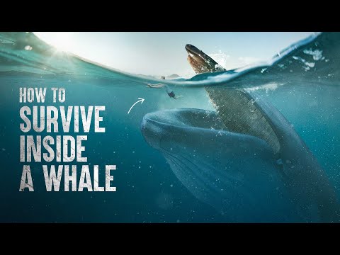 How to Survive Getting Swallowed By a Whale