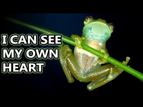 Glass Frog facts: watch their hearts beat | Animal Fact Files