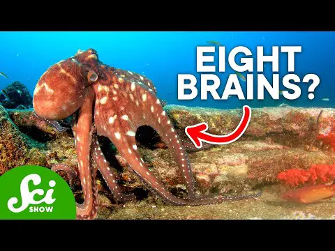 Why Are Octopi So Insanely Intelligent?
