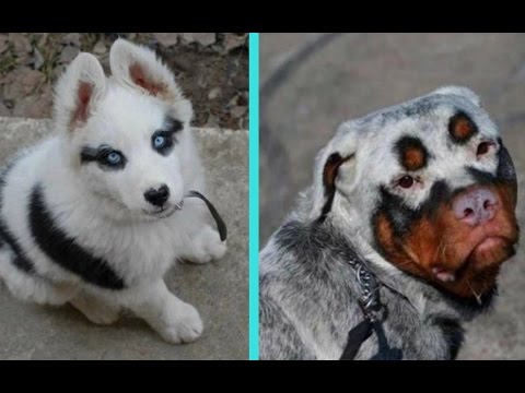 31 Unique Dogs With Unbelievable Fur Markings