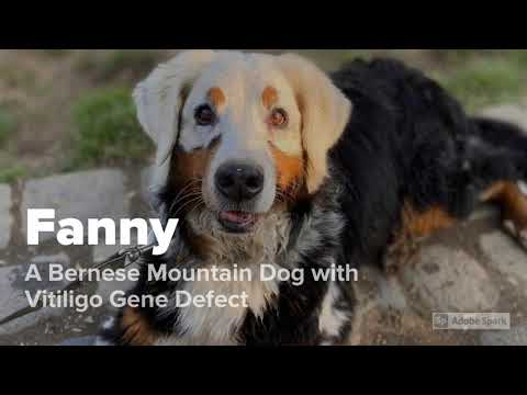 Discover Vitiligo in Dogs: A Bernese Mountain Dog's Unique Story