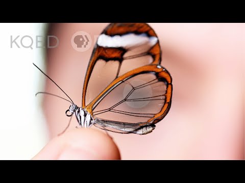 Glasswing Butterflies Want To Make Something Perfectly Clear | Deep Look
