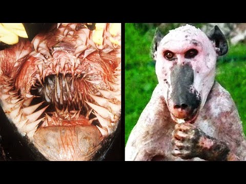 10 SCARY Animals You DON'T Want to Encounter!