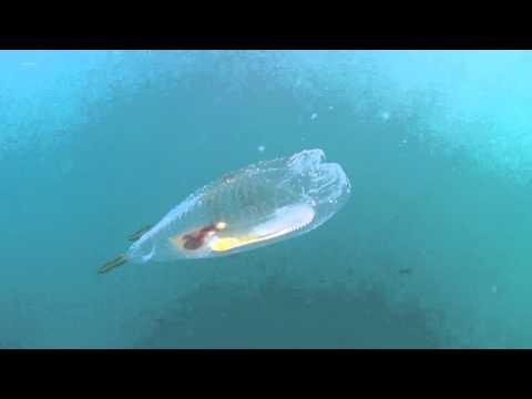 Transparent Mystery Fish