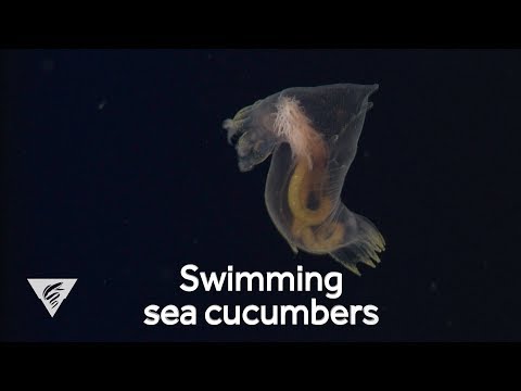 Weird and Wonderful: Swimming sea cucumbers
