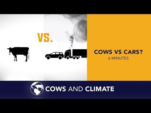 Cows vs Cars?