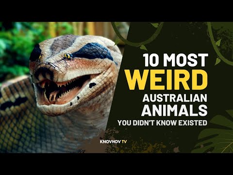 10 Most Weird Australian Animals You Didn't Know Existed