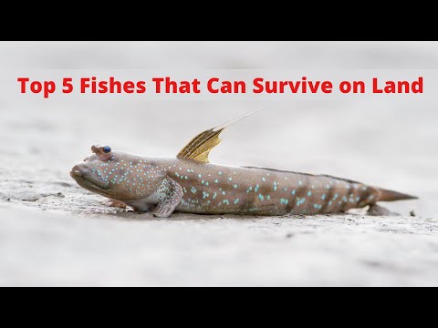 Top 5 fishes that can survive on land | without water | info voice