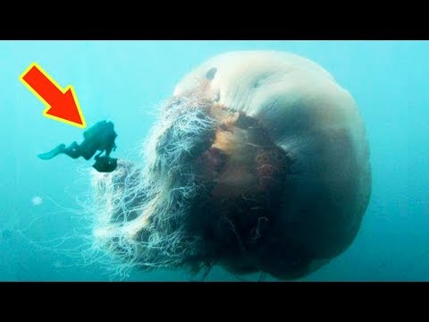 LION'S MANE JELLYFISH: The Biggest Jellyfish In The World
