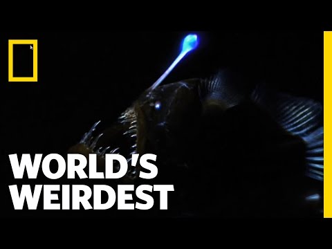 Weird Killer of the Deep | World's Weirdest