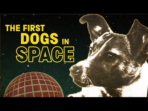 The story of the Soviet space dogs