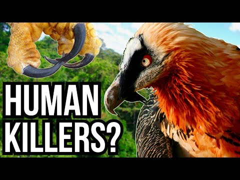 5 Of The Most Dangerous Birds In The World