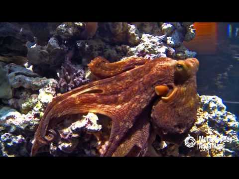 Day Octopuses are Masters of Camouflage!