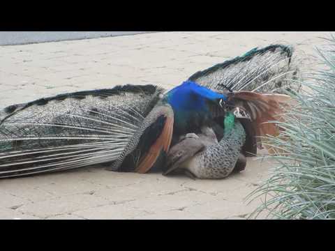 Peacock Mating 17