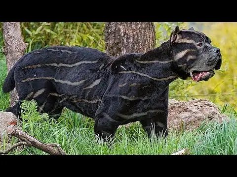 10 Rarest Dog Breeds in the World