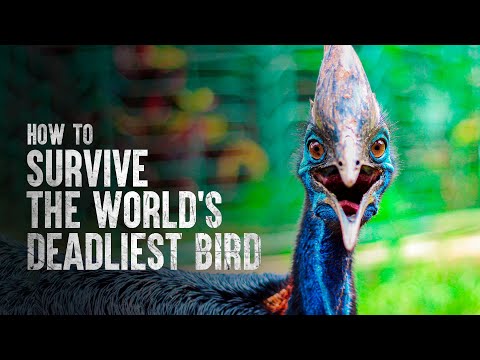 How to Survive the World's Deadliest Bird