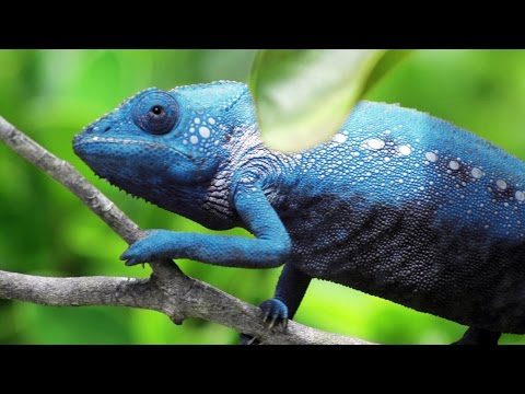 Chameleon Changing Color
