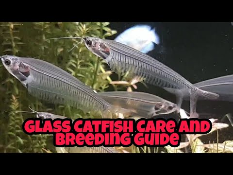 Glass Catfish Care, Breeding And Feeding Guide