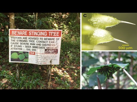 Australia's 'Gympie Gympie Tree' Has the Most Painful Stingers In The World