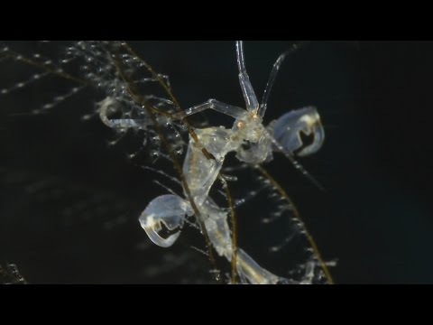 Amazing Skeleton Shrimps - Super Macro Video