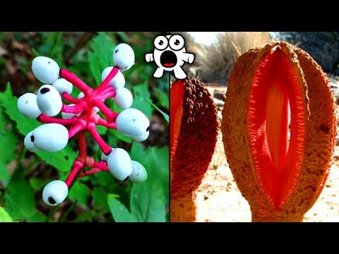 Unusual Plants That Can Be Found In The World