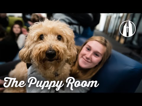 The Puppy Room 🐶 | George Fox University