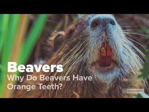 Why Do Beavers Have Orange Teeth?  Are they Metallic?