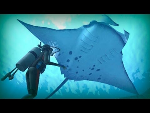 Manta ray, a giant of the ocean