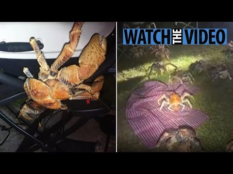 52 'Robber Crabs' invade family's campsite picnic in Australia