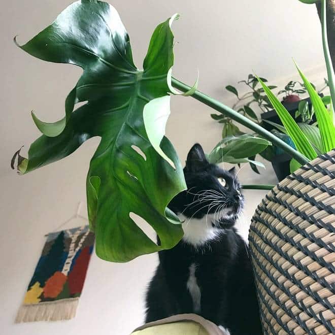 Is Swiss Cheese Plant AKA Monstera toxic to cats?