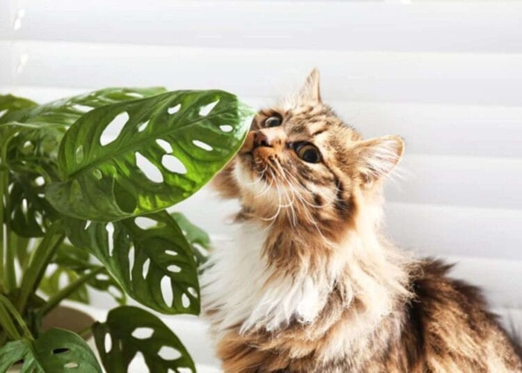 Is Swiss Cheese Plant AKA Monstera Toxic To Cats?