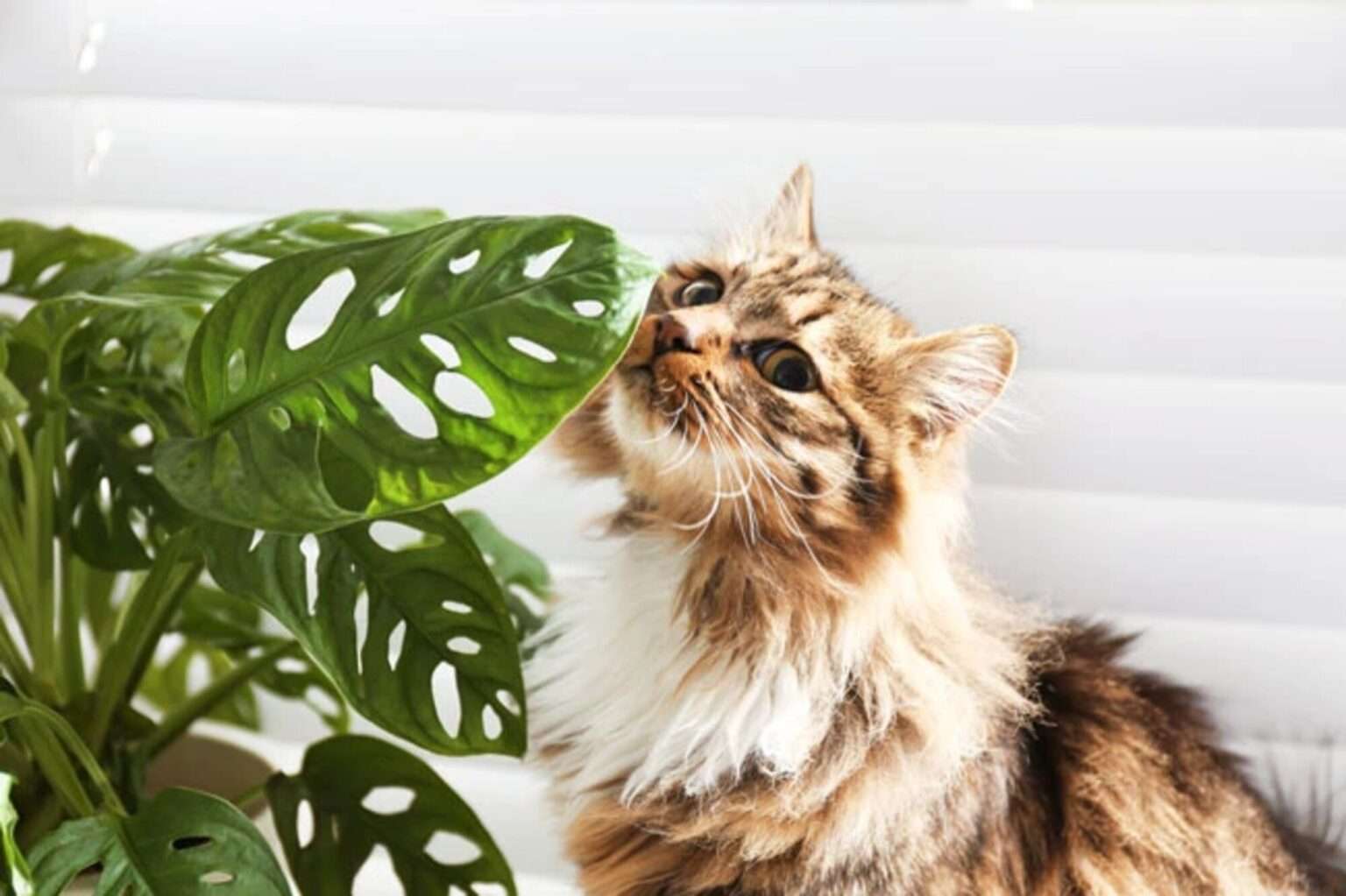 Is Swiss Cheese Plant AKA Monstera toxic to cats?