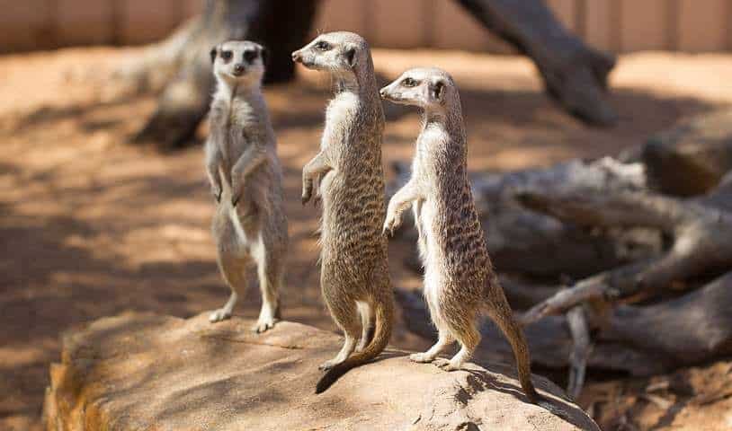 Meerkats: Most Murderous Mammal who Kills Their Own Kind