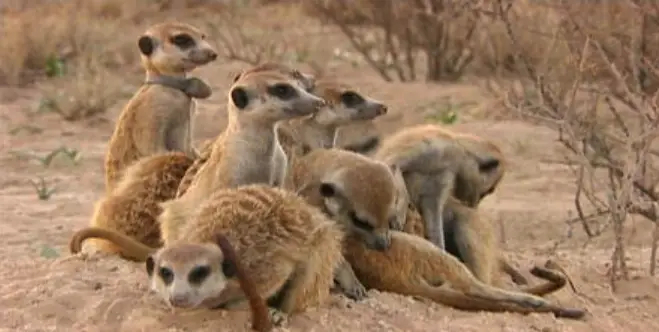 Meerkats: Most Murderous Mammal who Kills Their Own Kind (1 in 5 die at the paws of their own) Meerkats: 1 in 5 killed by their own! Uncover deadly animal behavior and shocking wildlife secrets in meerkat violence for survival.