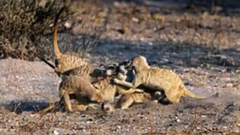 Meerkats: Most Murderous Mammal who Kills Their Own Kind (1 in 5 die at the paws of their own) Meerkats: 1 in 5 killed by their own! Uncover deadly animal behavior and shocking wildlife secrets in meerkat violence for survival.