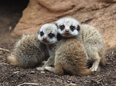Meerkats: Most Murderous Mammal who Kills Their Own Kind (1 in 5 die at the paws of their own) Meerkats: 1 in 5 killed by their own! Uncover deadly animal behavior and shocking wildlife secrets in meerkat violence for survival.