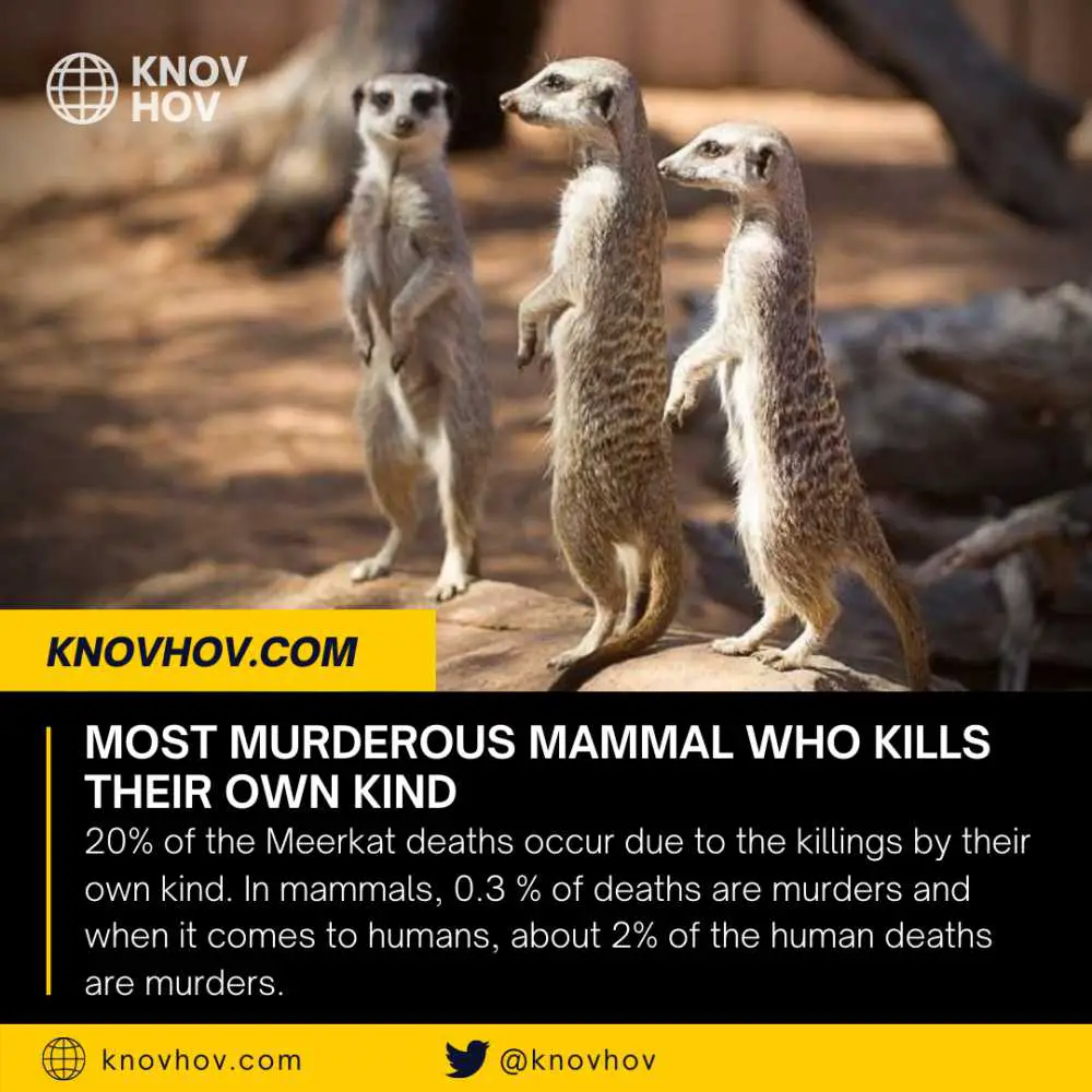 Meerkats: Most Murderous Mammal who Kills Their Own Kind