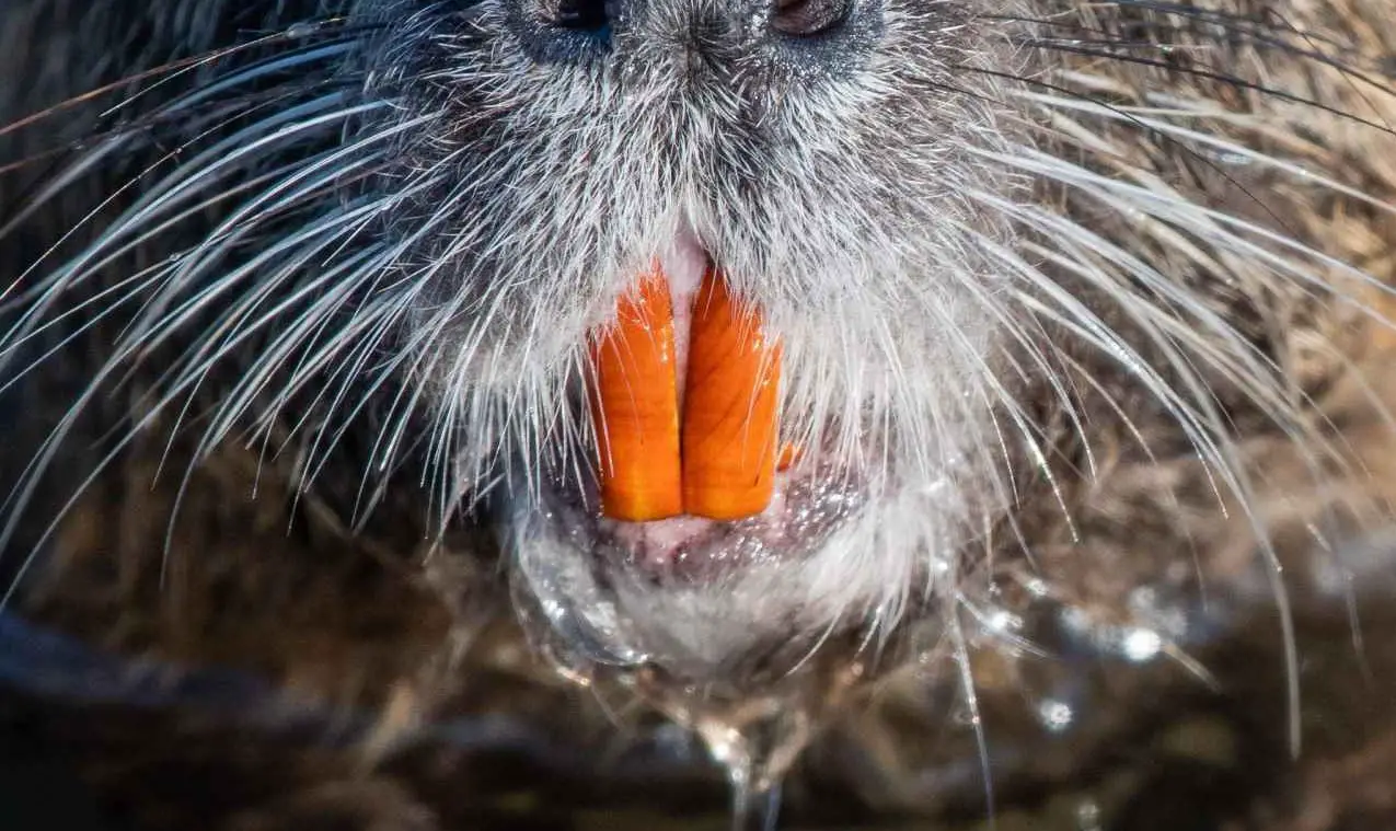 Why Do Beavers Have Orange Teeth? Are They Metallic Teeth? - Animal ...