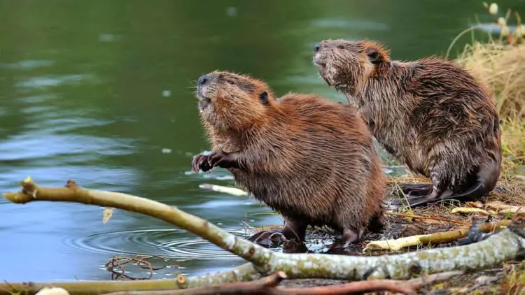 Why Do Beavers Have Orange Teeth? Are They Metallic Teeth? - Animal ...