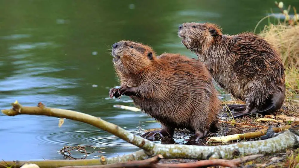 Dive into the world of beavers and their enigmatic orange teeth! Unravel the secrets behind this unique adaptation and more. Nature's architects await!